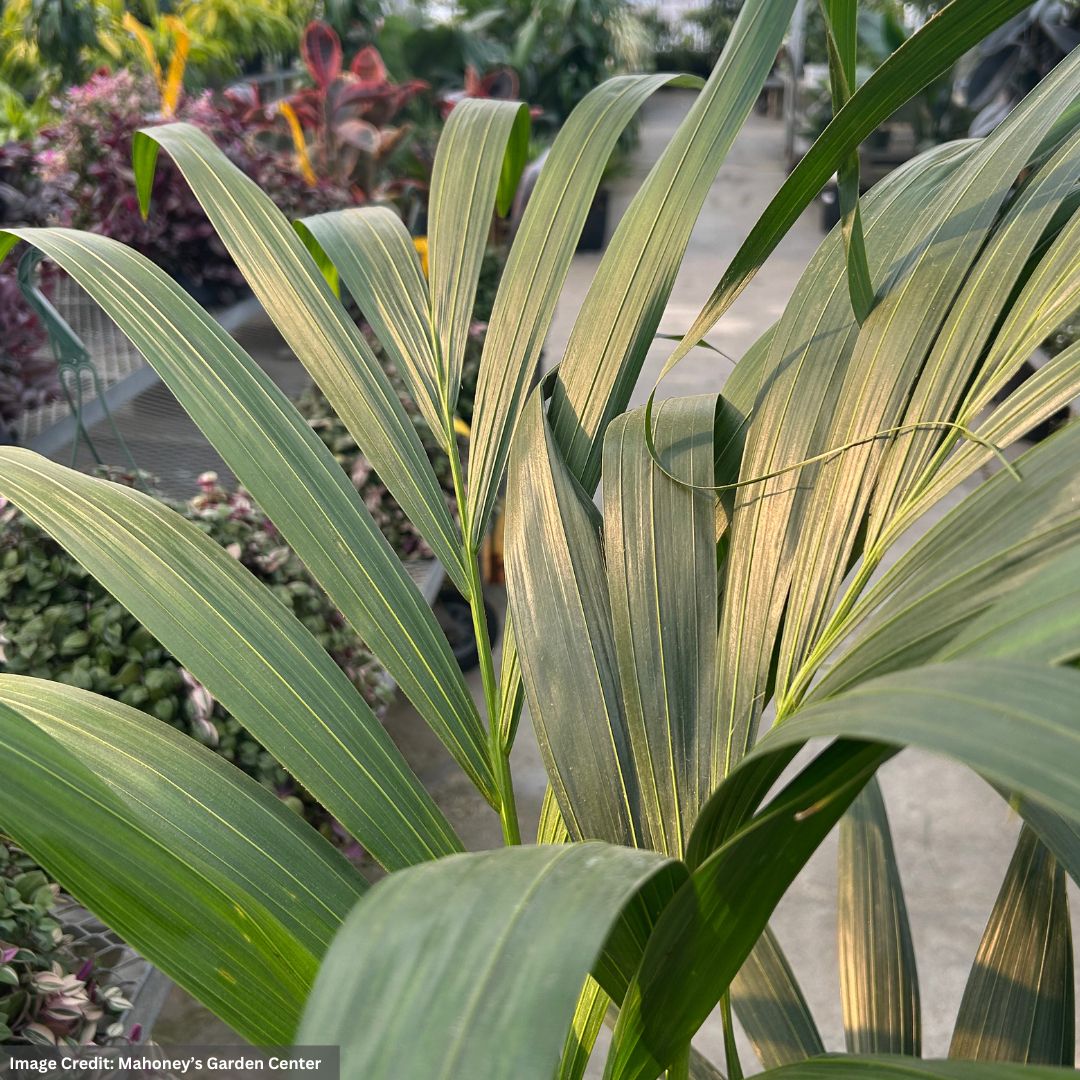 Palm – Kentia 4PPP – 10″ Pot